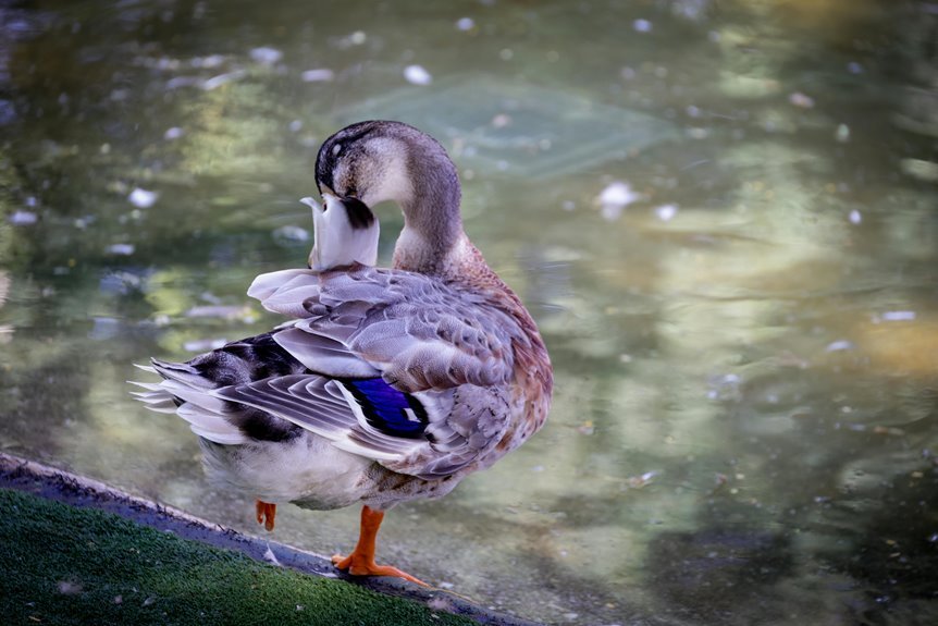 alysia vasey wikipedia summary