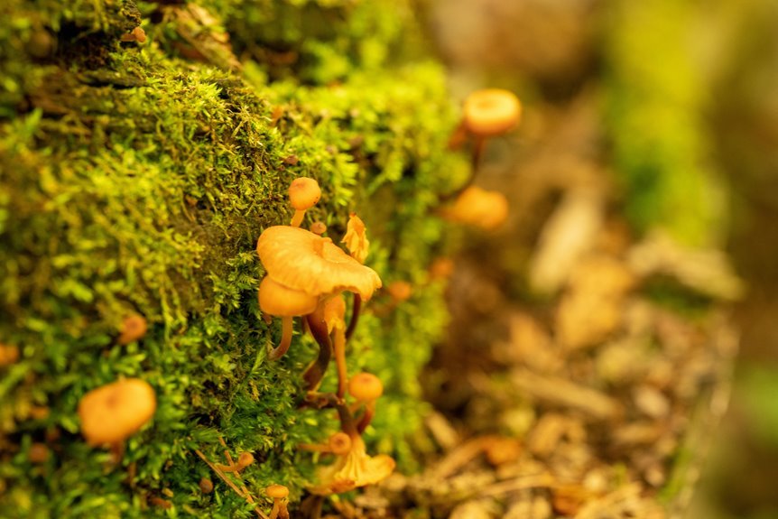 growing aeonscope ecosystem insights