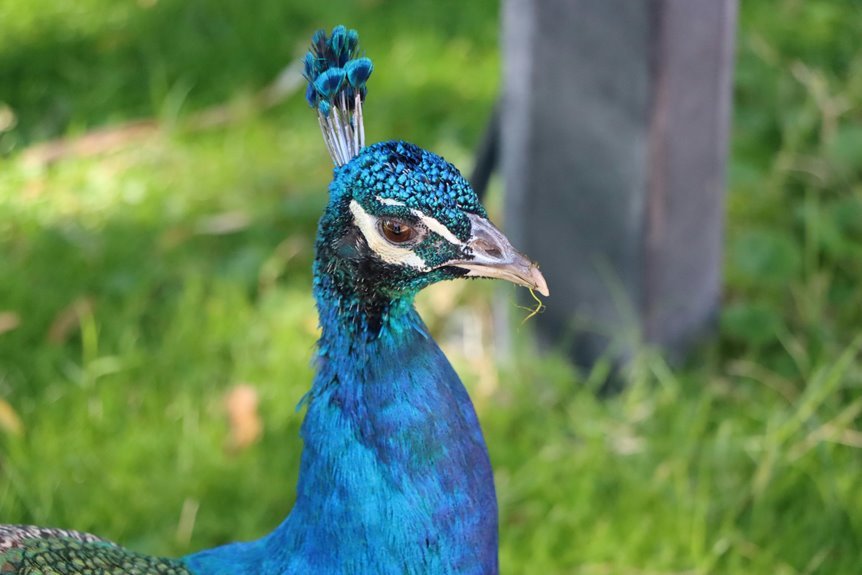 northcascade crest sheet details